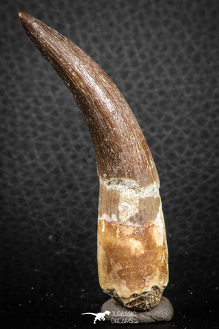 07268 - Top Quality 2.73 Inch Partially Rooted Elasmosaur (Zarafasaura oceanis) Tooth