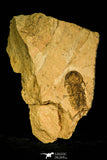 30409 - Extremely Rare 1.20 Inch Bondonella typica Lower Cambrian Trilobite