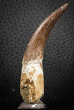 07268 - Top Quality 2.73 Inch Partially Rooted Elasmosaur (Zarafasaura oceanis) Tooth