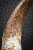 07268 - Top Quality 2.73 Inch Partially Rooted Elasmosaur (Zarafasaura oceanis) Tooth