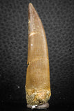 07269 - Top Beautiful 2.37 Inch Partially Rooted Elasmosaur (Zarafasaura oceanis) Tooth