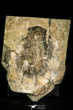 30410 - Huge 3.37 Inch Olenoides nevadensis Middle Cambrian Trilobite - Utah USA