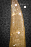 07269 - Top Beautiful 2.37 Inch Partially Rooted Elasmosaur (Zarafasaura oceanis) Tooth