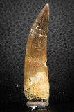 07269 - Top Beautiful 2.37 Inch Partially Rooted Elasmosaur (Zarafasaura oceanis) Tooth