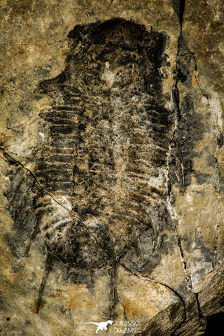 30410 - Huge 3.37 Inch Olenoides nevadensis Middle Cambrian Trilobite - Utah USA