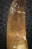 07269 - Top Beautiful 2.37 Inch Partially Rooted Elasmosaur (Zarafasaura oceanis) Tooth