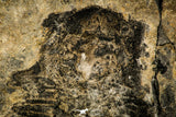 30410 - Huge 3.37 Inch Olenoides nevadensis Middle Cambrian Trilobite - Utah USA