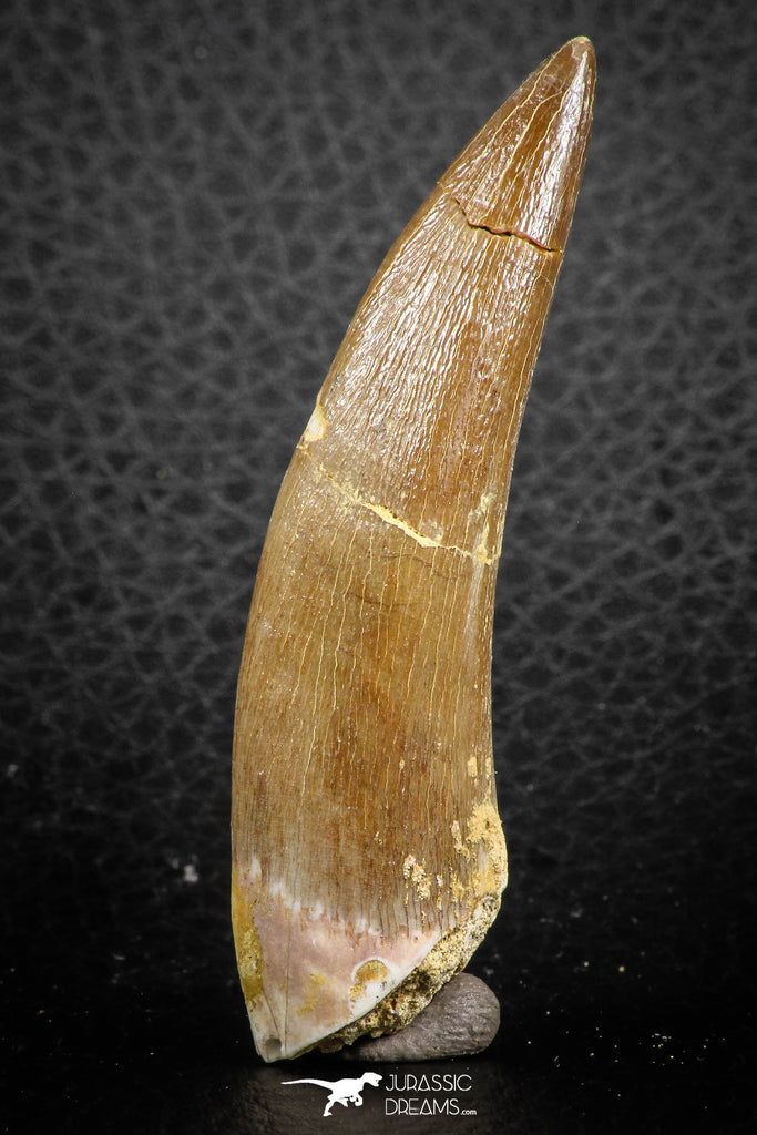 07270 - Top Beautiful 2.52 Inch Partially Rooted Elasmosaur (Zarafasaura oceanis) Tooth