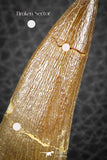 07270 - Top Beautiful 2.52 Inch Partially Rooted Elasmosaur (Zarafasaura oceanis) Tooth