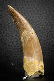 07270 - Top Beautiful 2.52 Inch Partially Rooted Elasmosaur (Zarafasaura oceanis) Tooth