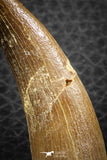 07270 - Top Beautiful 2.52 Inch Partially Rooted Elasmosaur (Zarafasaura oceanis) Tooth