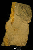 30406 - Rare 2.02 Inch Nevadia weeksi Lower Cambrian Trilobite - Nevada USA