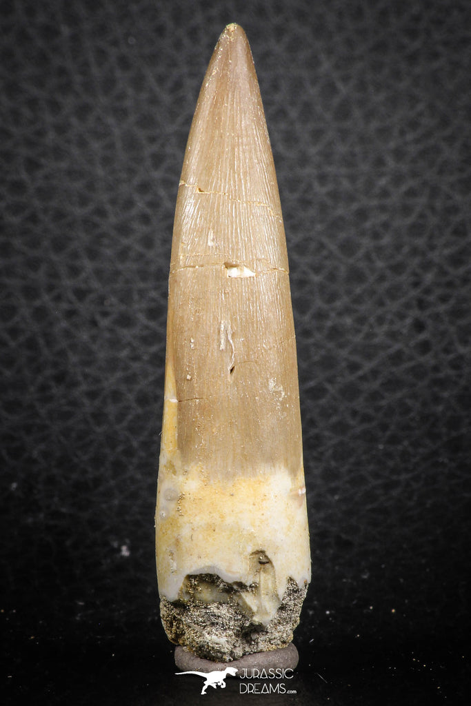 07271 - Top Quality 2.52 Inch Partially Rooted Elasmosaur (Zarafasaura oceanis) Tooth