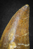 20107 - Great Serrated 2.83 Inch Carcharodontosaurus Dinosaur Tooth KemKem