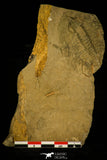 30406 - Rare 2.02 Inch Nevadia weeksi Lower Cambrian Trilobite - Nevada USA