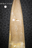 07271 - Top Quality 2.52 Inch Partially Rooted Elasmosaur (Zarafasaura oceanis) Tooth