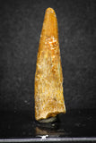 20126 - Nice 1.52 Inch Pterosaur (Coloborhynchus) Tooth Cretaceous KemKem