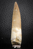07271 - Top Quality 2.52 Inch Partially Rooted Elasmosaur (Zarafasaura oceanis) Tooth