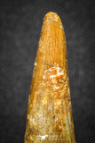 20126 - Nice 1.52 Inch Pterosaur (Coloborhynchus) Tooth Cretaceous KemKem