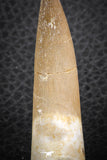 07271 - Top Quality 2.52 Inch Partially Rooted Elasmosaur (Zarafasaura oceanis) Tooth