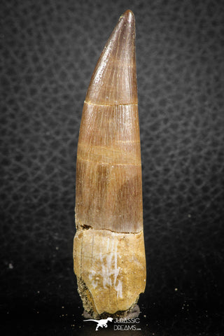 07272 - Beautiful 2.71 Inch Partially Rooted Elasmosaur (Zarafasaura oceanis) Tooth