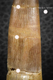 07272 - Beautiful 2.71 Inch Partially Rooted Elasmosaur (Zarafasaura oceanis) Tooth