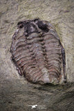 20143 - Rare 0.66 Inch Parabathycheilus cf. gallicus Lower Ordovician Fezouata Fm