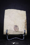 20143 - Rare 0.66 Inch Parabathycheilus cf. gallicus Lower Ordovician Fezouata Fm