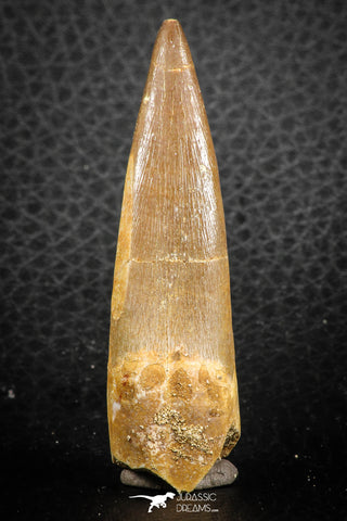 07273 - Top Quality 2.40 Inch Partially Rooted Elasmosaur (Zarafasaura oceanis) Tooth