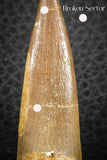 07273 - Top Quality 2.40 Inch Partially Rooted Elasmosaur (Zarafasaura oceanis) Tooth