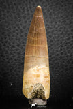 07273 - Top Quality 2.40 Inch Partially Rooted Elasmosaur (Zarafasaura oceanis) Tooth