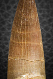 07273 - Top Quality 2.40 Inch Partially Rooted Elasmosaur (Zarafasaura oceanis) Tooth