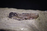 20143 - Rare 0.66 Inch Parabathycheilus cf. gallicus Lower Ordovician Fezouata Fm