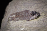 20143 - Rare 0.66 Inch Parabathycheilus cf. gallicus Lower Ordovician Fezouata Fm