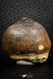 07274 - Nicely Preserved 1.23 Inch Globidens phosphaticus (Mosasaur) Tooth Cretaceous