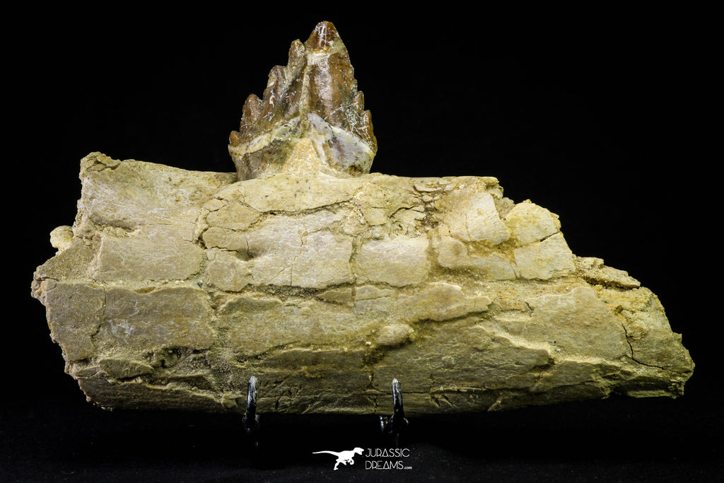21003 -  Extremely Rare 7.20 Inch Partial Pappocetus lugardi (Whale Ancestor) Jaw Bone