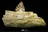 21003 -  Extremely Rare 7.20 Inch Partial Pappocetus lugardi (Whale Ancestor) Jaw Bone