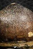 07274 - Nicely Preserved 1.23 Inch Globidens phosphaticus (Mosasaur) Tooth Cretaceous