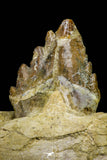 21003 -  Extremely Rare 7.20 Inch Partial Pappocetus lugardi (Whale Ancestor) Jaw Bone