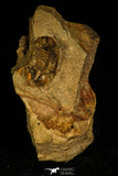 30413 - Well Preserved 0.51 Inch Asaphellus fezouatensis Lower Ordovician Trilobite Fezouata Fm