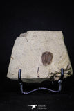 20144 - Rare 0.65 Inch Parabathycheilus cf. gallicus Lower Ordovician Fezouata Fm