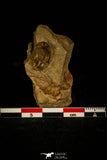 30413 - Well Preserved 0.51 Inch Asaphellus fezouatensis Lower Ordovician Trilobite Fezouata Fm