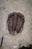20144 - Rare 0.65 Inch Parabathycheilus cf. gallicus Lower Ordovician Fezouata Fm