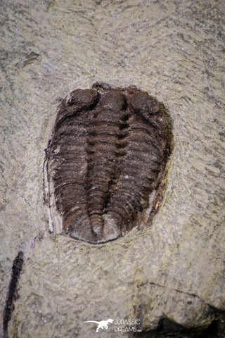 20144 - Rare 0.65 Inch Parabathycheilus cf. gallicus Lower Ordovician Fezouata Fm