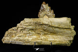 21003 -  Extremely Rare 7.20 Inch Partial Pappocetus lugardi (Whale Ancestor) Jaw Bone