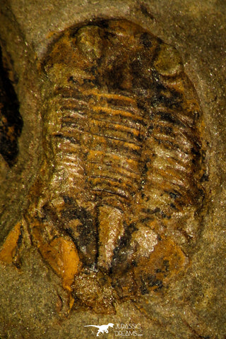 30413 - Well Preserved 0.51 Inch Asaphellus fezouatensis Lower Ordovician Trilobite Fezouata Fm