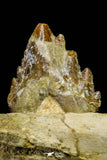 21003 -  Extremely Rare 7.20 Inch Partial Pappocetus lugardi (Whale Ancestor) Jaw Bone