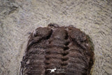 20144 - Rare 0.65 Inch Parabathycheilus cf. gallicus Lower Ordovician Fezouata Fm