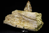 21003 -  Extremely Rare 7.20 Inch Partial Pappocetus lugardi (Whale Ancestor) Jaw Bone