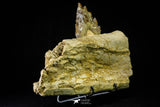 21003 -  Extremely Rare 7.20 Inch Partial Pappocetus lugardi (Whale Ancestor) Jaw Bone